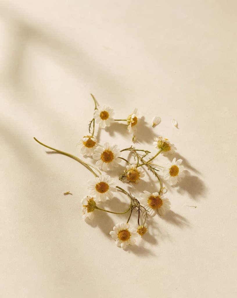Fresh chamomile flowers