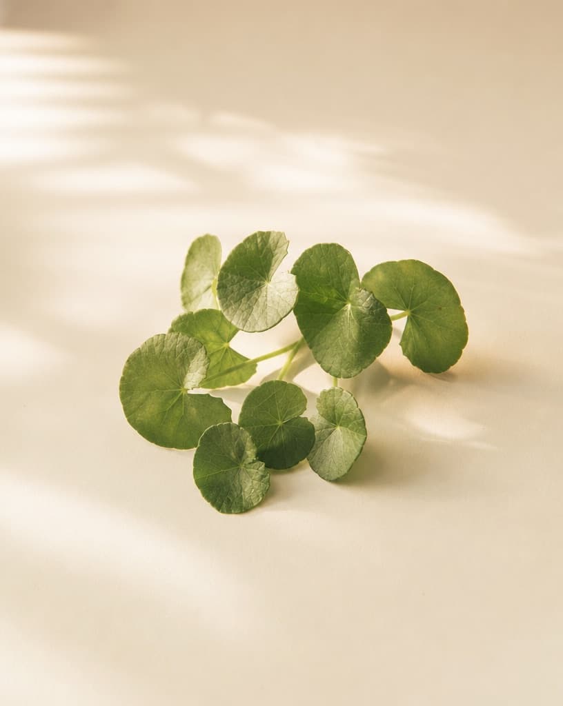A cluster of round gotu kola leaves