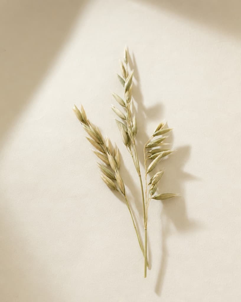 Fresh oat stalks with their grain heads